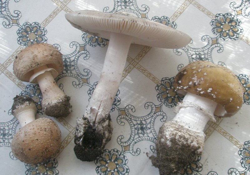 amanita_rubescens_vaginata_pancerina.jpg