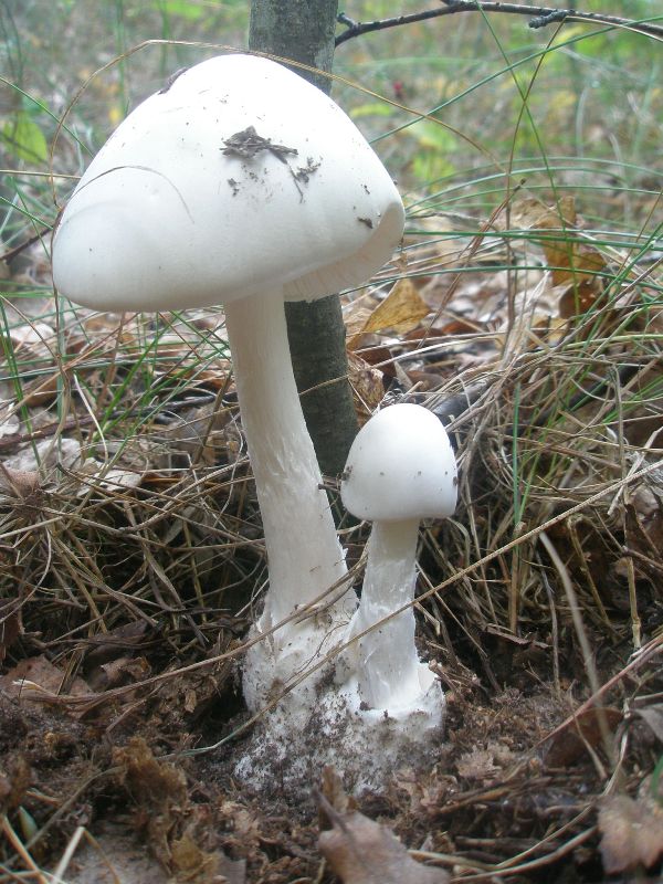 amanita_virosa_1.jpg
