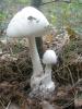 amanita_virosa_1_t1.jpg