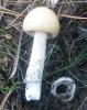 amanitopsis_sp_1_t1.jpg