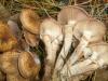 armillaria_mellea_1_t1.jpg