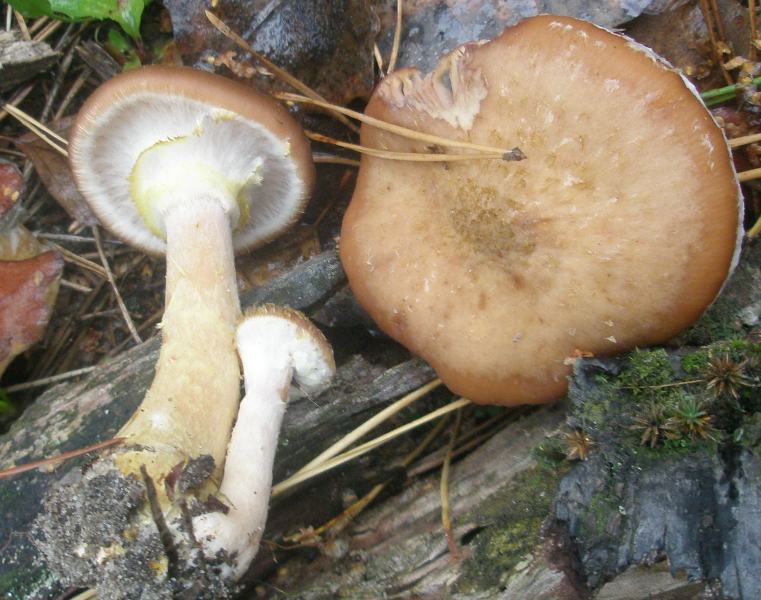 armillaria_mellea_2.jpg
