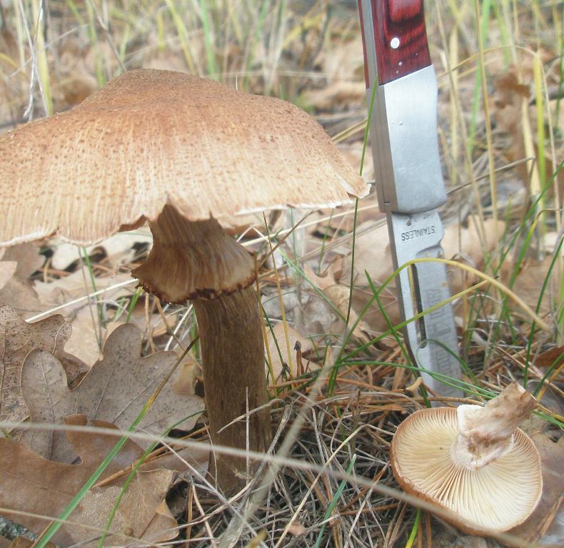 armillaria_mellea_2_1.jpg