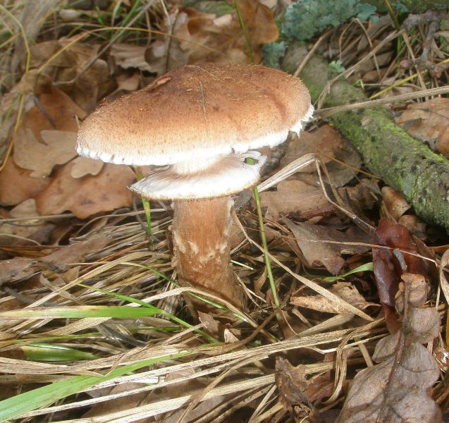 armillaria_mellea_3_1.jpg