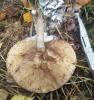 armillaria_mellea_3_t1.jpg