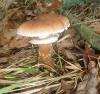 armillaria_mellea_3_t1_1.jpg