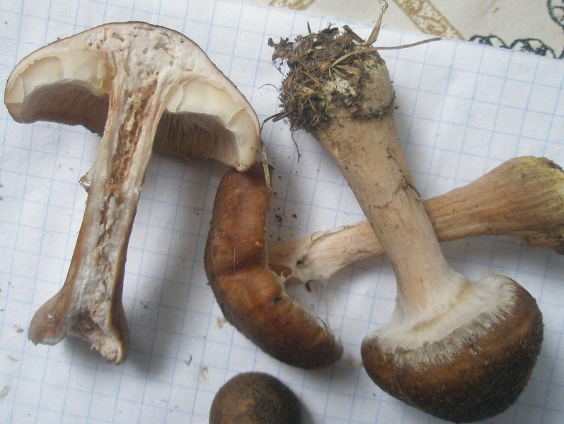 armillaria_mellea_4.jpg