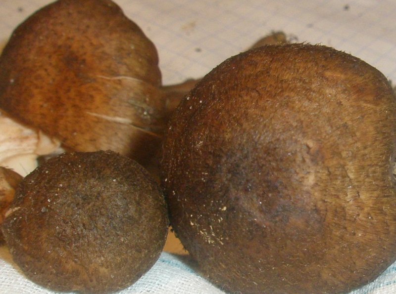 armillaria_mellea_5.jpg