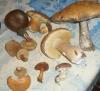 boletaceae_t1.jpg