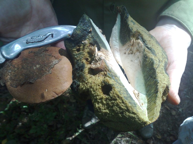 boletus_badius2.jpg