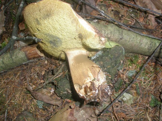 boletus_badius_1_1.jpg