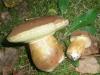 boletus_badius_1_t1_2.jpg