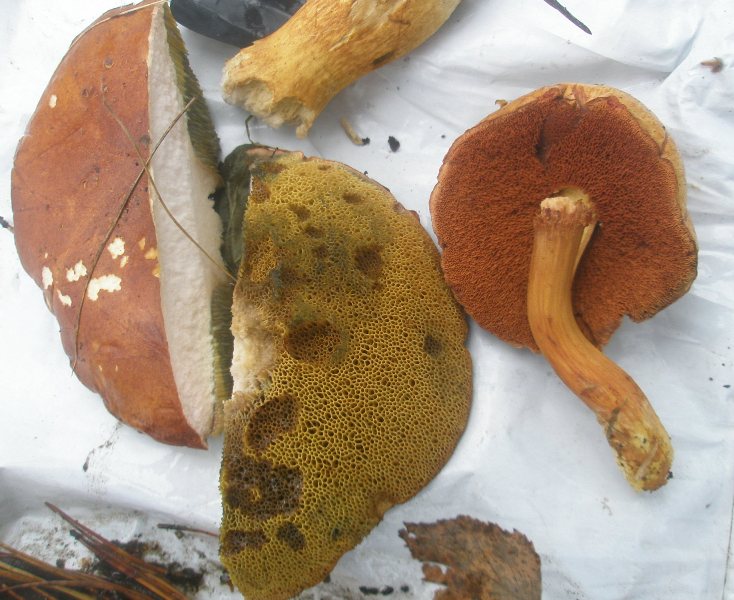 boletus_badius_piperatus.jpg