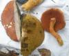 boletus_badius_piperatus_t1.jpg