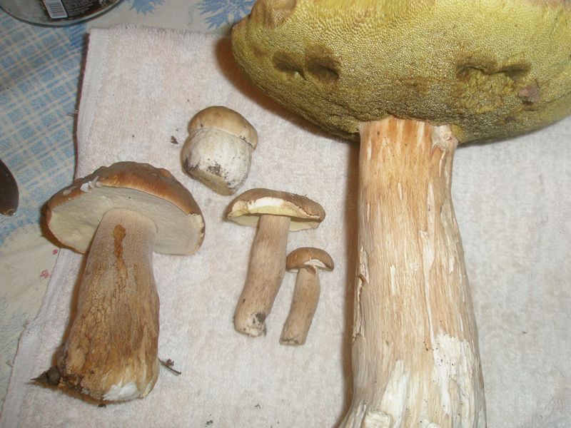 boletus_edulis_11.jpg