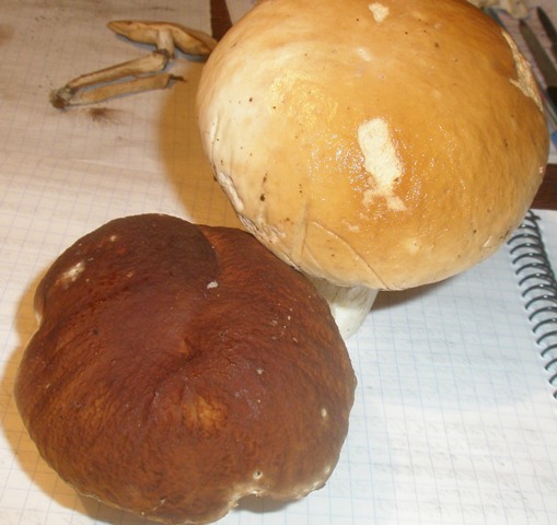 boletus_edulis_12.jpg