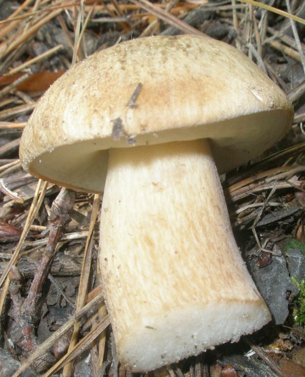 boletus_impolitus_1.jpg