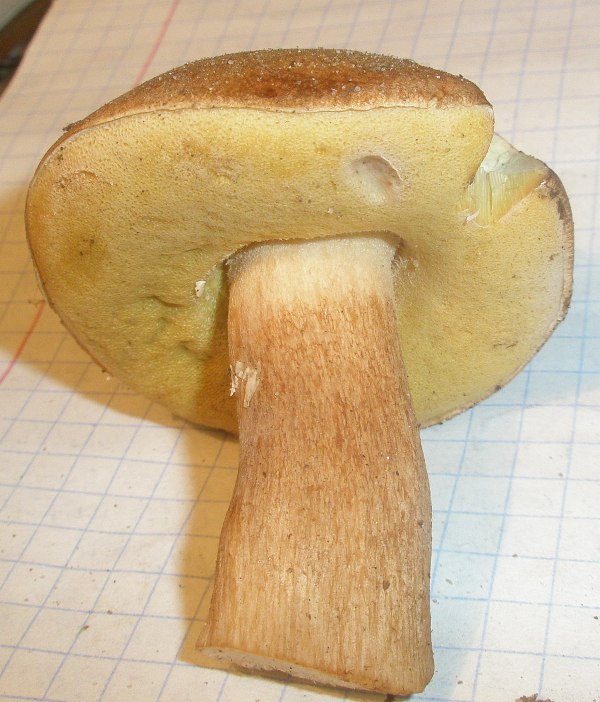 boletus_impolitus_3.jpg
