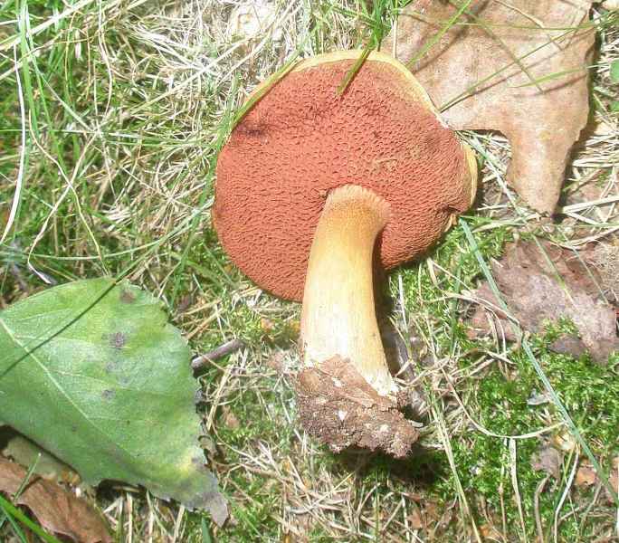 boletus_piperatus_1.jpg