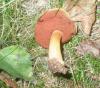 boletus_piperatus_1_t1.jpg