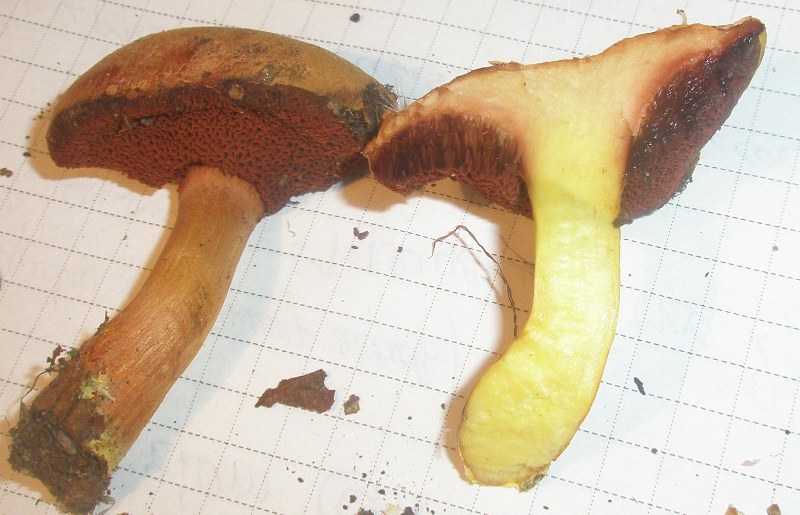boletus_piperatus_3.jpg