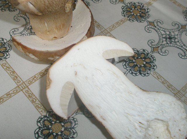 boletus_reticulatus_4.jpg