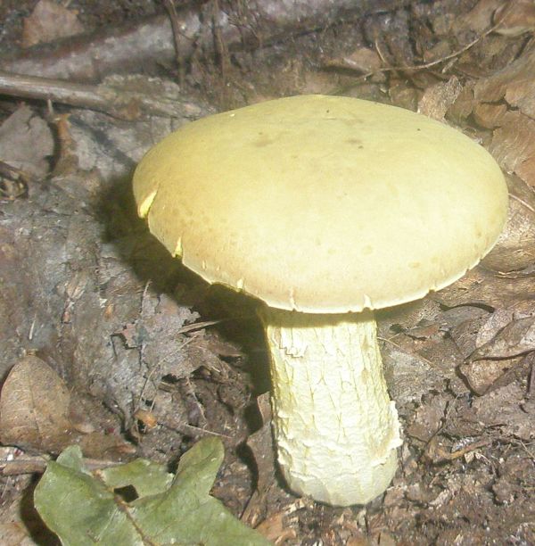 boletus_sp_1.jpg