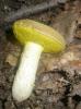 boletus_sp_2_t1.jpg