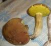 boletus_sp_3_t1.jpg