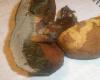 boletus_sp_erithropus_2_t1.jpg