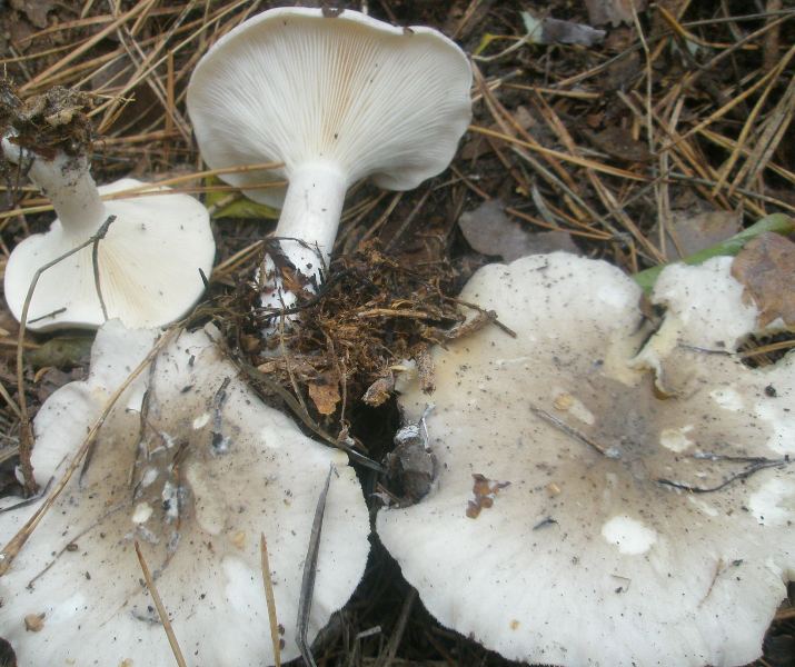 clitocybe_nebularis_1_1.jpg