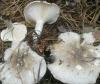 clitocybe_nebularis_1_t1_1.jpg