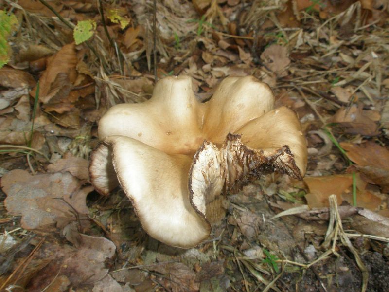 clitocybe_nebularis_2.jpg