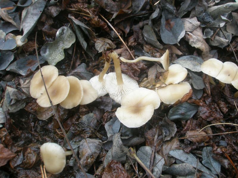 clitocybe_pruinosa.jpg