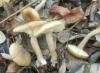 clitocybe_pruinosa1_t1.jpg