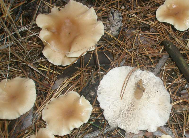 clitocybe_sp_1.jpg