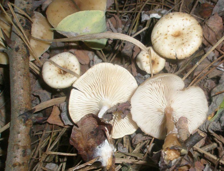 clitocybe_sp_2.jpg