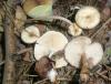 clitocybe_sp_2_t1.jpg