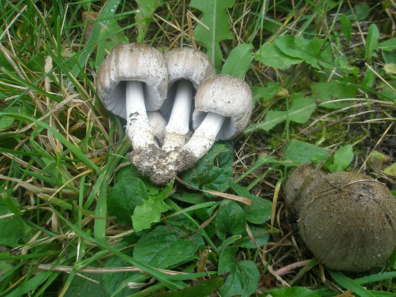 coprinus_atromentarius_1.jpg