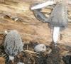 coprinus_cinereus_1_t1.jpg