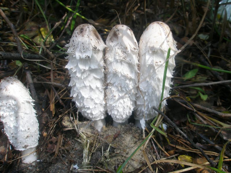 coprinus_comatus_1.jpg