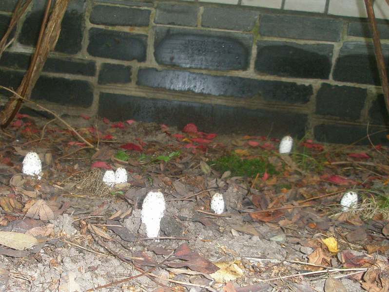 coprinus_comatus_2.jpg