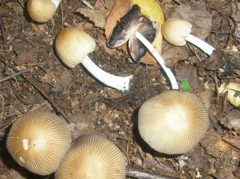coprinus_miccaceus_1.jpg