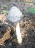 coprinus_sp_11_t1.jpg