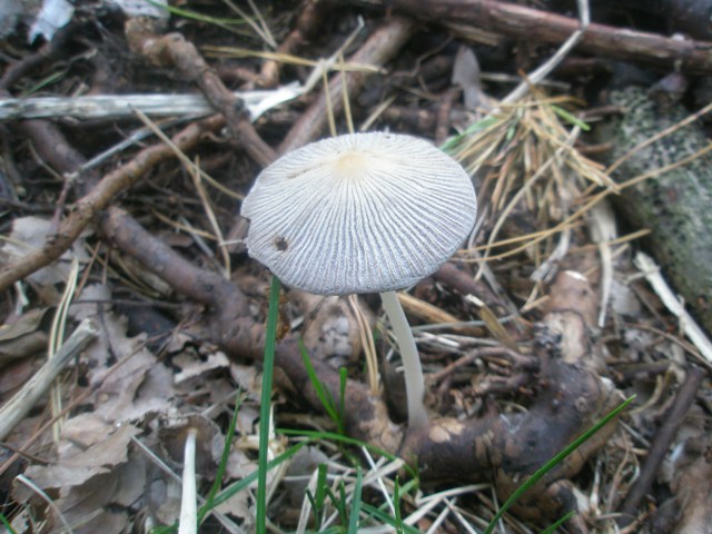 coprinus_sp_2.jpg
