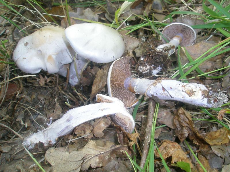 cortinarius_alboviolaceus_1.jpg