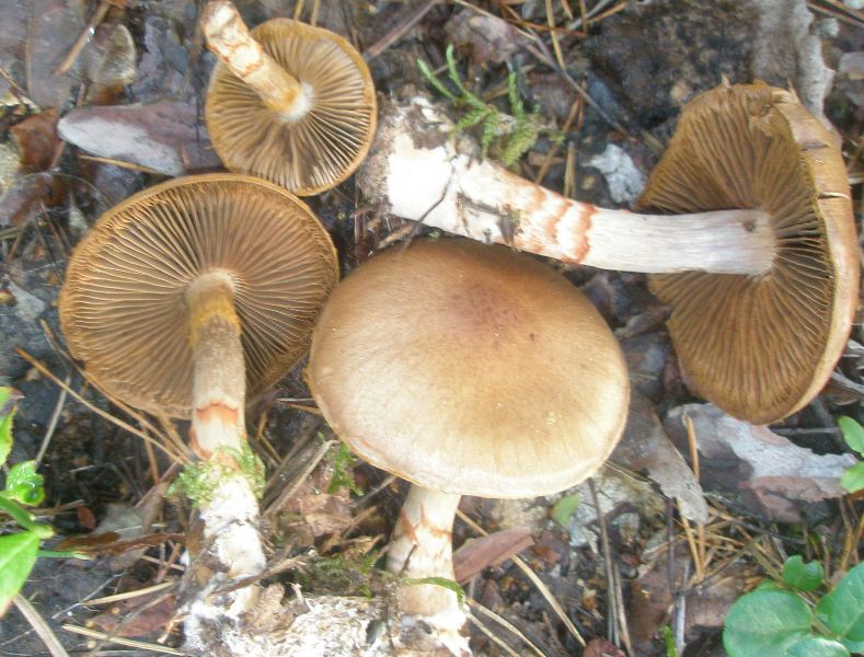 cortinarius_armilatus_1.jpg