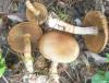 cortinarius_armilatus_1_t1.jpg