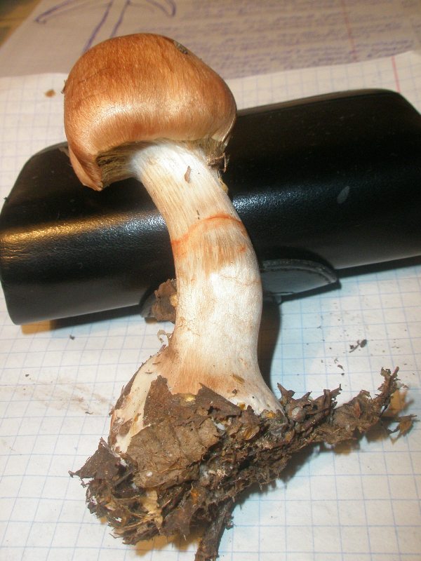 cortinarius_armilatus_2.jpg