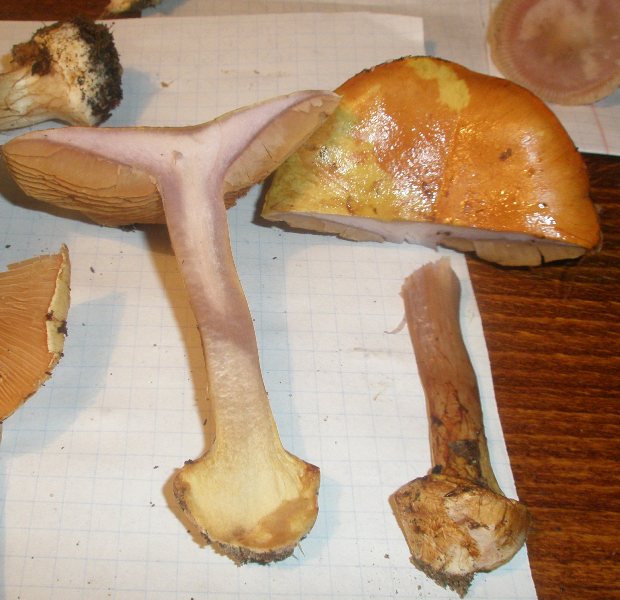 cortinarius_calochrous_1a.jpg